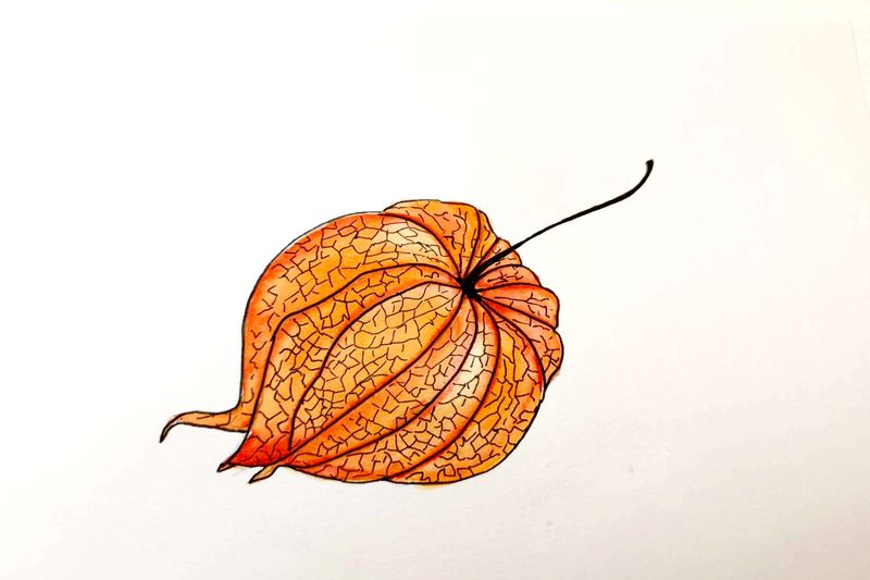 Physalis - mal japanske lygter med akvarel
