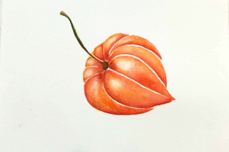 Physalis - mal japanske lygter med akvarel