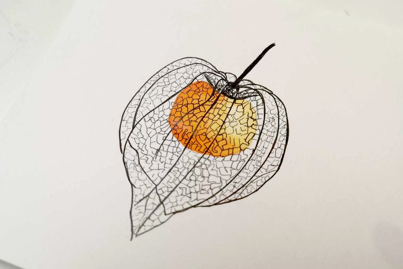 Physalis - mal japanske lygter med akvarel
