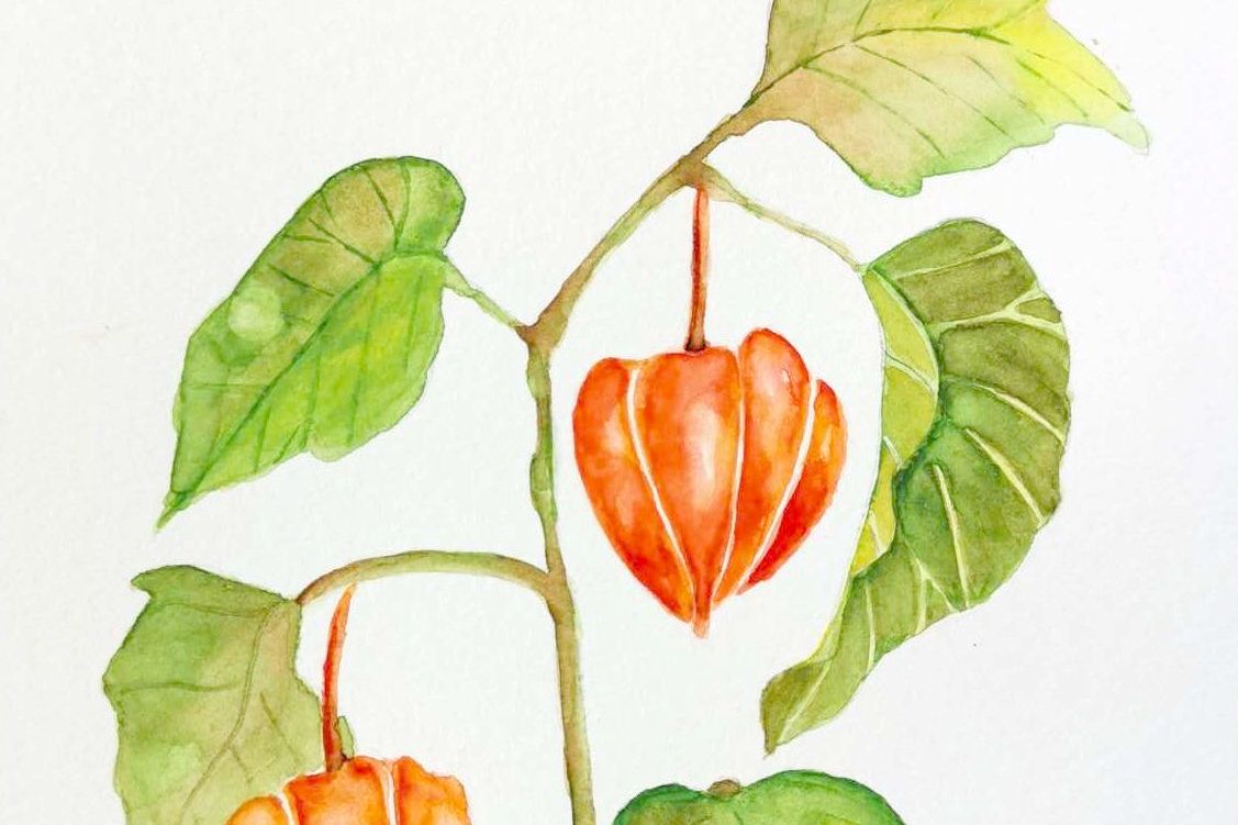 Physalis - mal japanske lygter med akvarel
