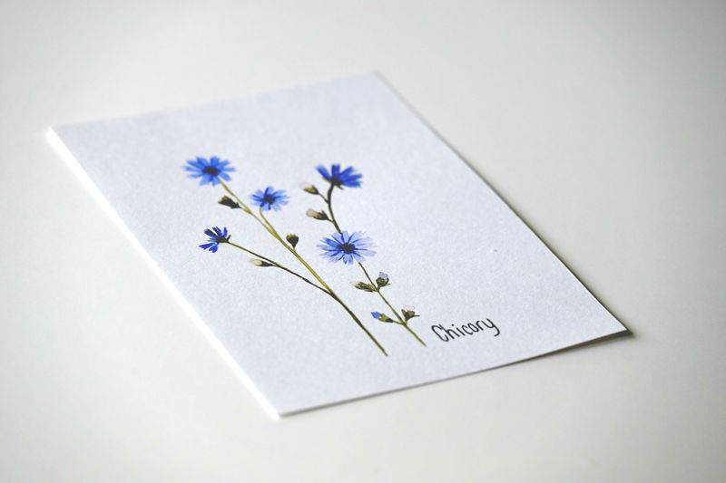 Wildflower 2 BLUE EDITION - DIY akvarelkit med vilde blomster