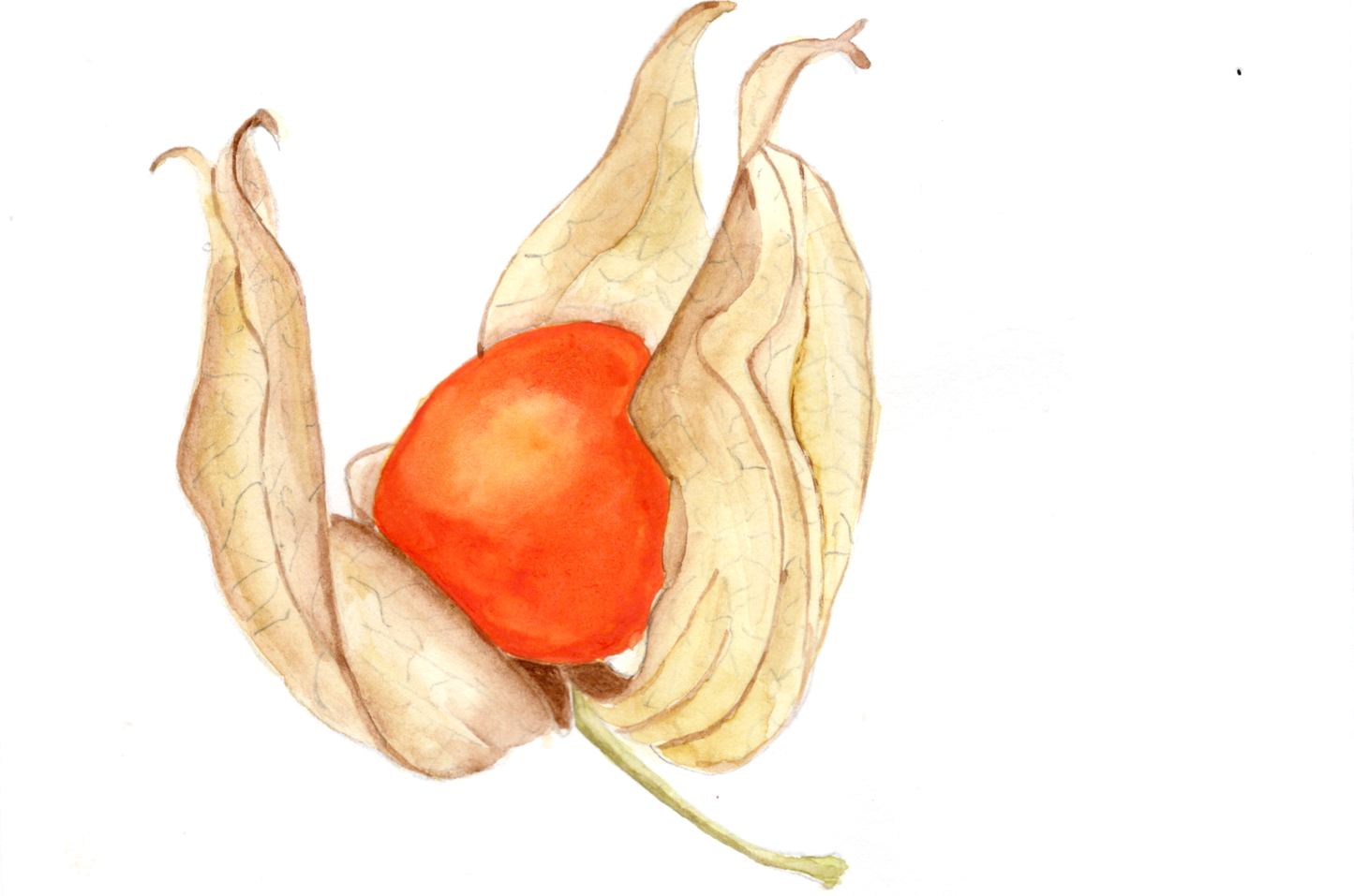 Physalis - mal japanske lygter med akvarel