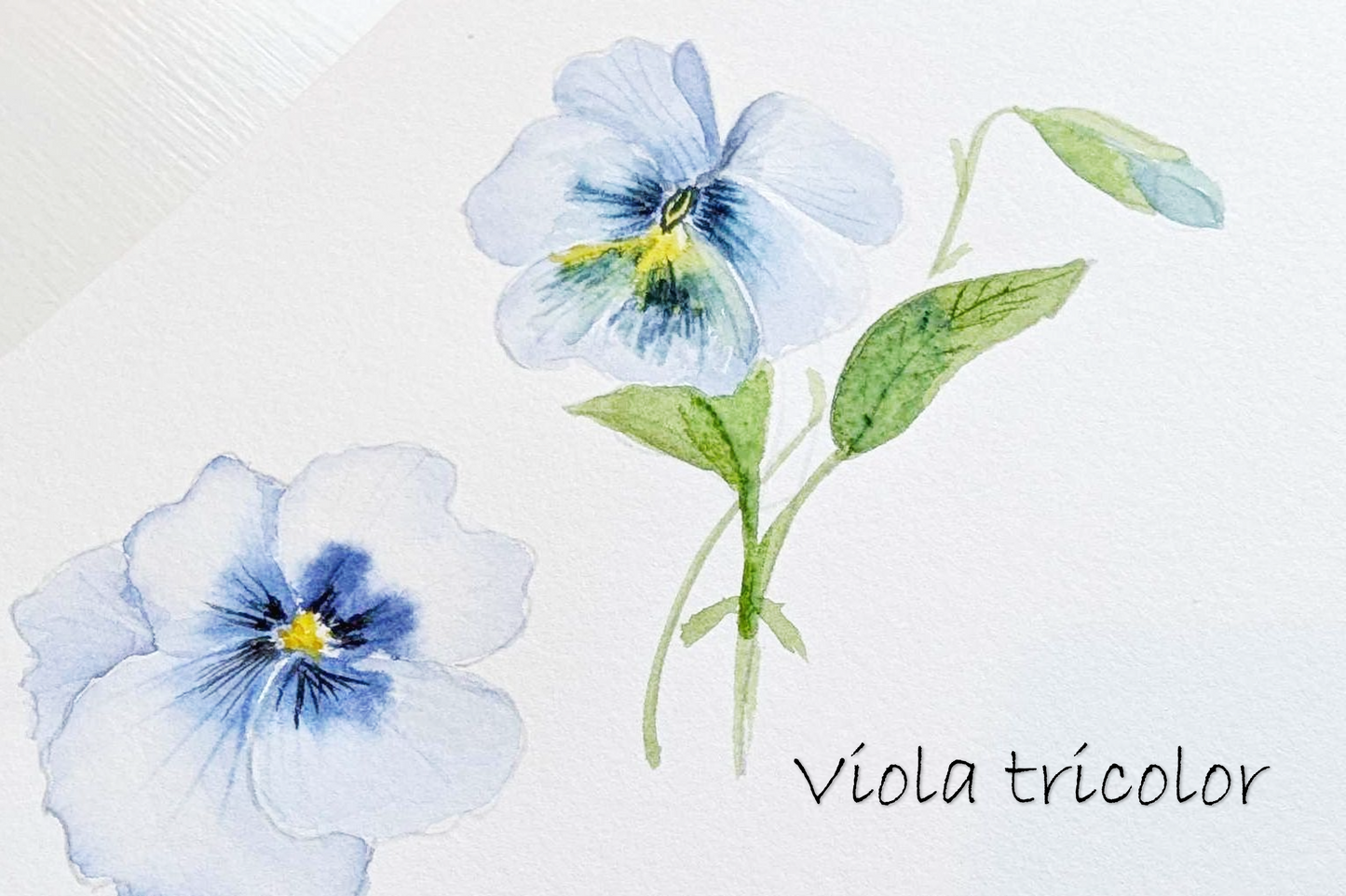 ARTivity ArtLab - VIOLA TRICOLOR