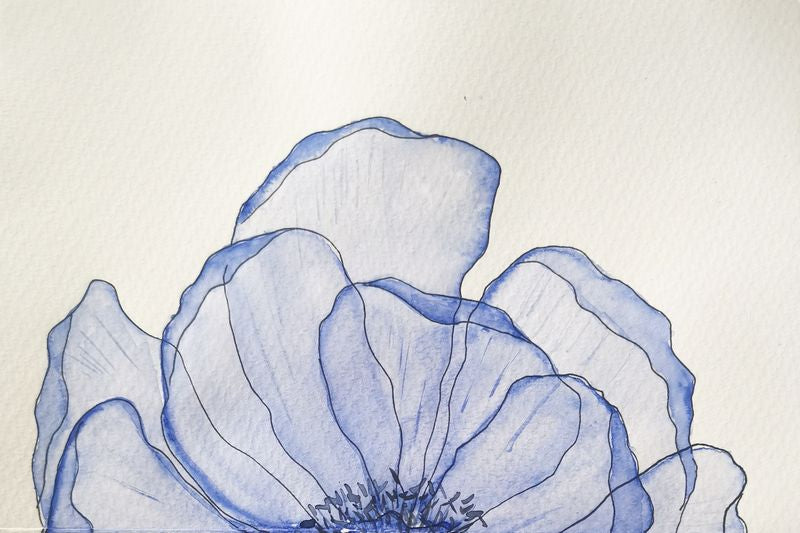 zine anemone