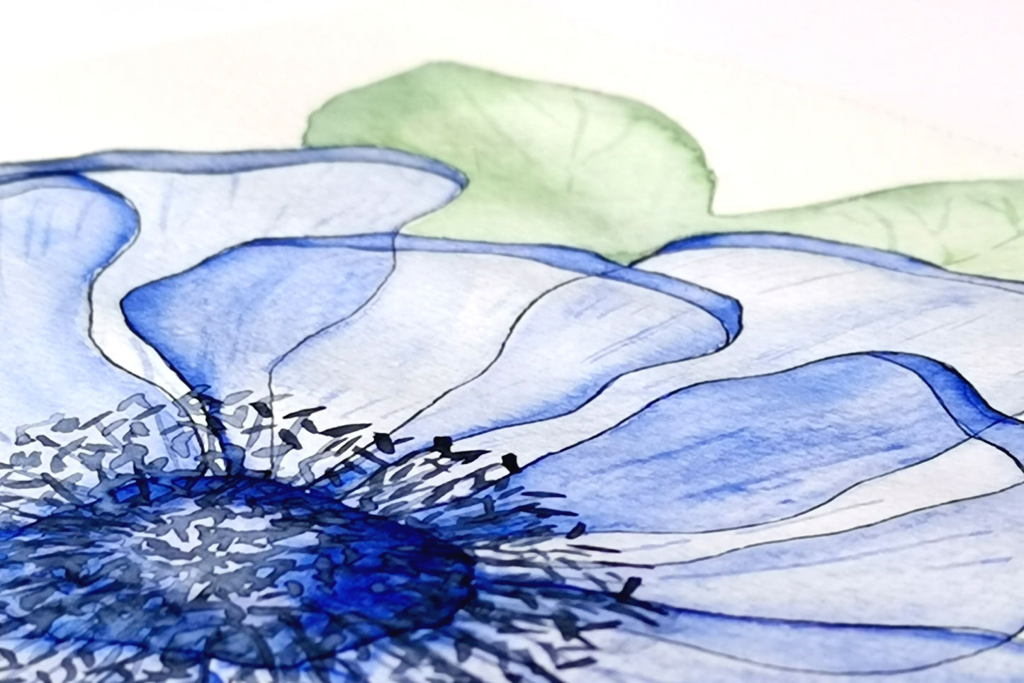 anemone