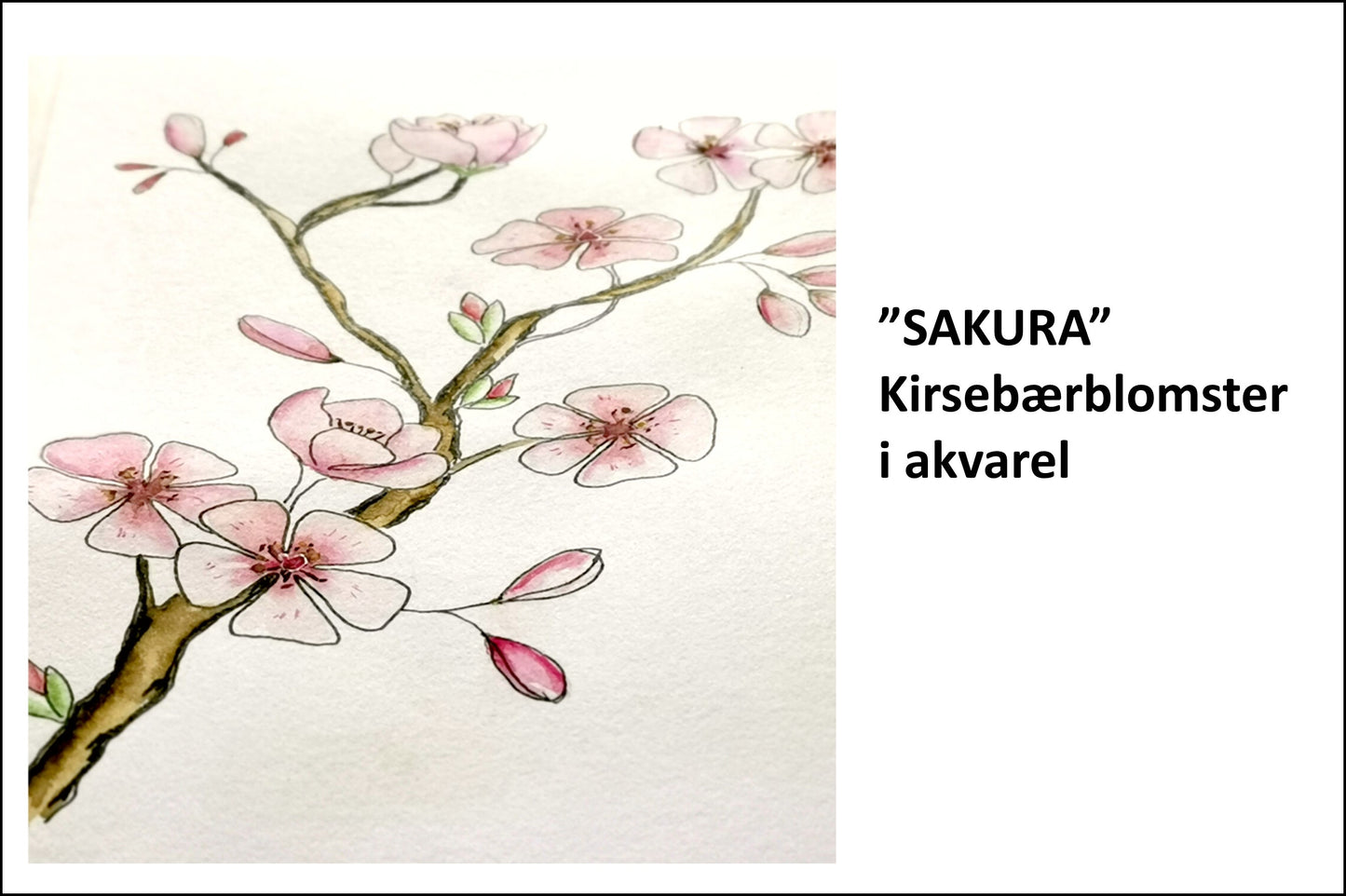 Creative hour - SAKURA