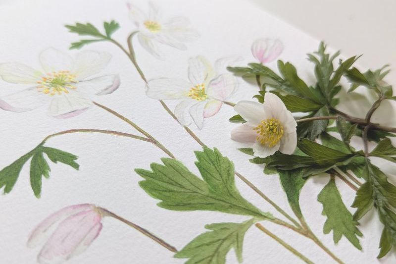 Akvarel online workshop anemoner