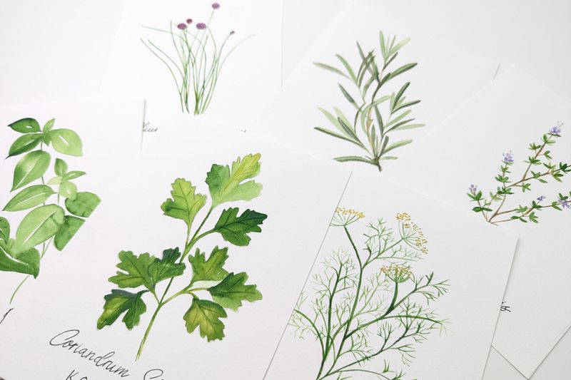 Akvarelworkshop for begyndere - Krydreurter 13.1.