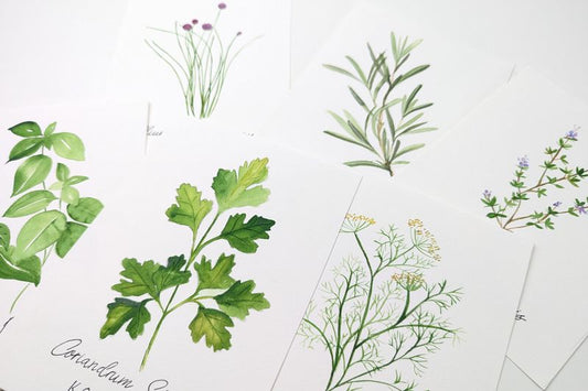 Akvarelworkshop for begyndere - Krydreurter 13.1.