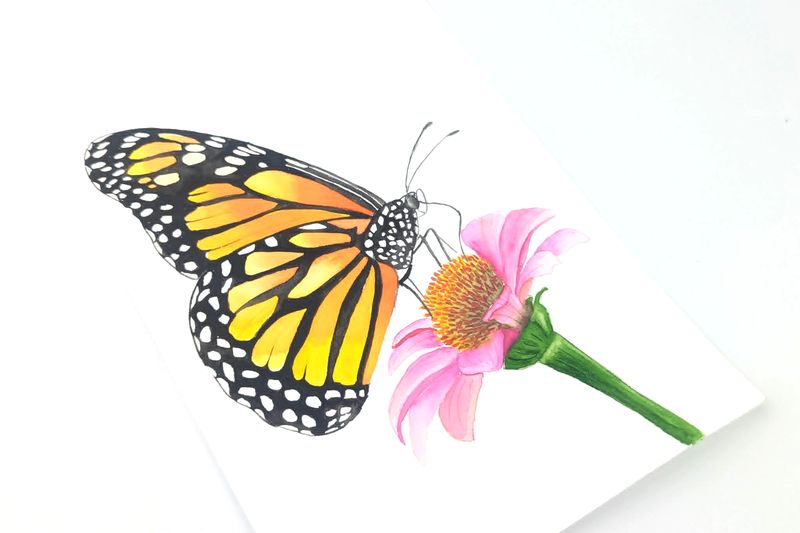 Butterflies - Akvarelkit med sommerfugle