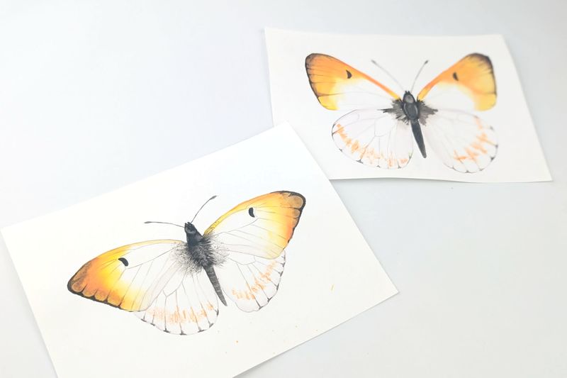 Butterflies - Akvarelkit med sommerfugle
