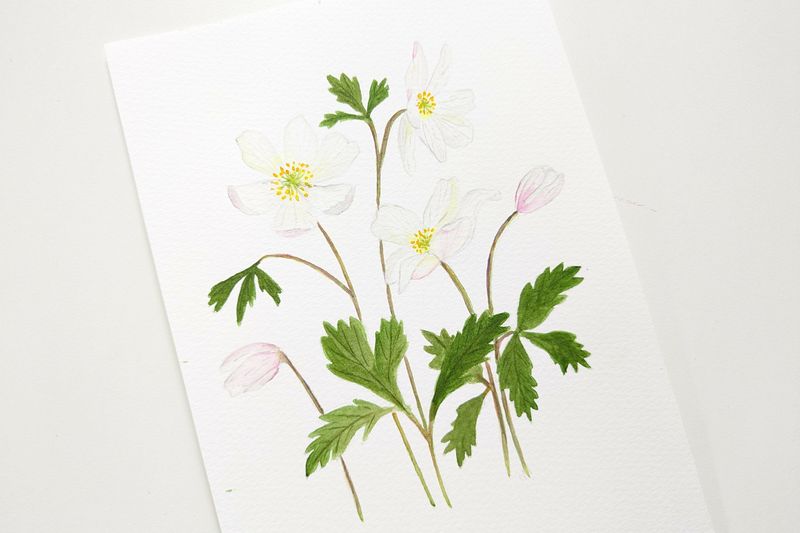 Lær at male akvarel anemoner