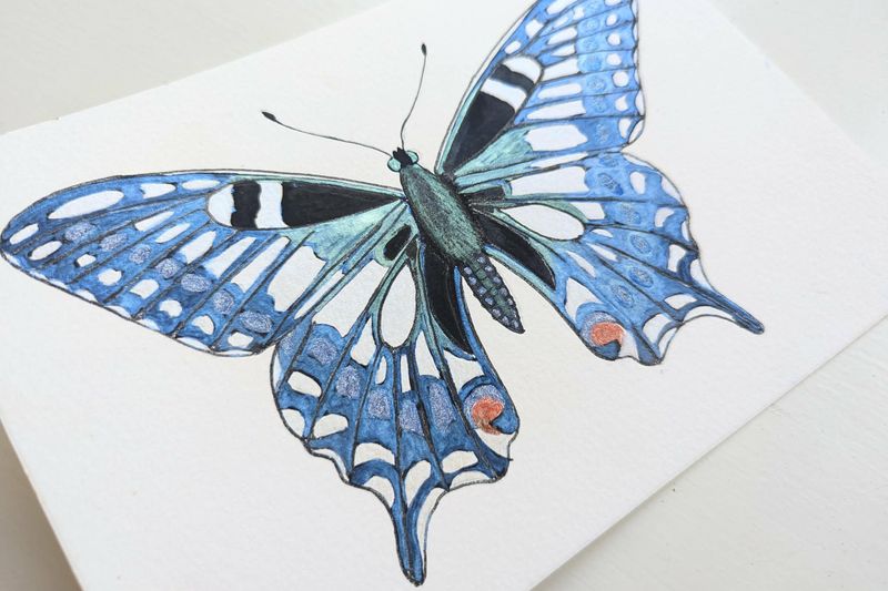 Swallowtail butterfly interference blue - video workshop med akvarel