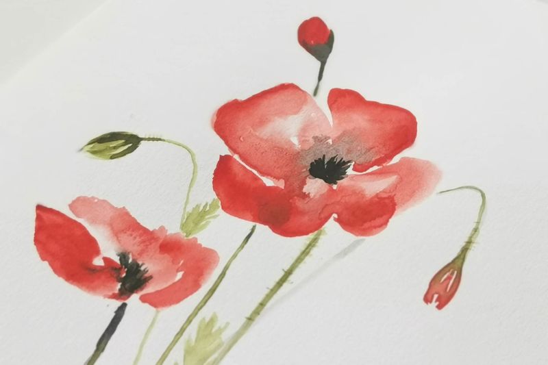 Poppies - DIY akvarelkit med valmuer